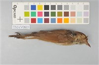 藏品(短翅樹鶯)的圖片